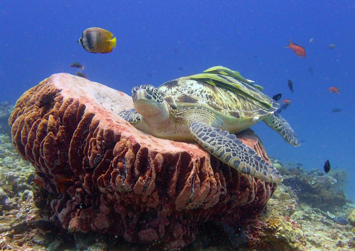 Anema Wellness & Resort Gili Lombok - Diving Center Padi Tanjung  Buitenkant foto